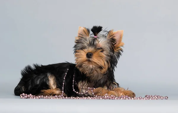 Yorkshire Terrier Puppy Lies Studio — Stock Photo, Image