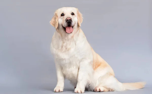 Golden Retriever Cão Sentado Pleno Crescimento Fundo Cinza — Fotografia de Stock