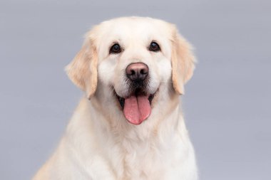 Dili olan golden retriever köpeği portresi