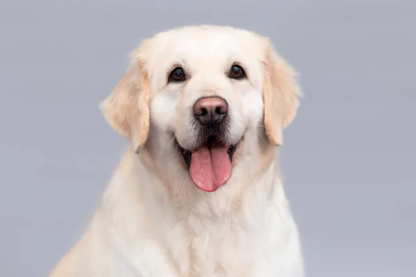 portrait of golden retriever dog with tongue