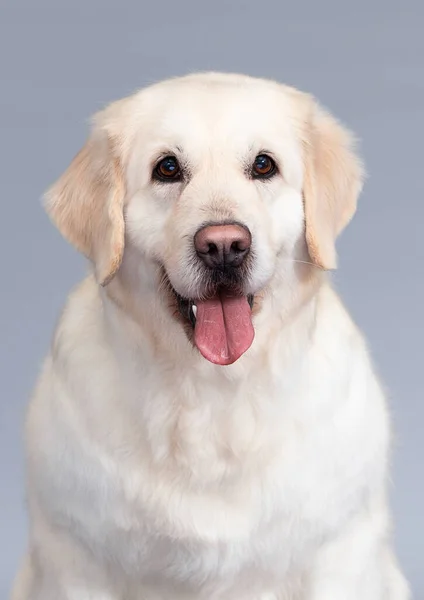Muzzle Golden Retriever Dog Looking Camera Gray Background — Stock Photo, Image