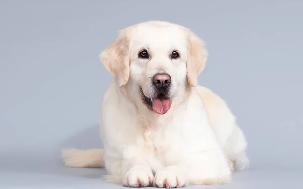Golden Retriever Cão Encontra Fundo Cinza — Fotografia de Stock