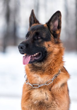 Yetişkin Alman çoban köpeği kışın parkta