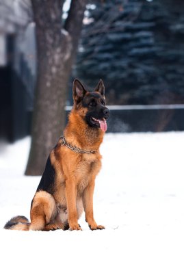 Çoban köpeği kışın parkta yan oturuyor.
