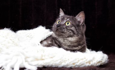 Tekir kedi yumuşak bir yatak örtüsüne uzanıyor.