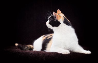 Üç renkli kedi kahverengi bir yatak örtüsünün üzerinde yatıyor.