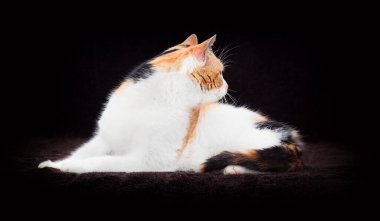 Üç renkli kedi, kahverengi bir yatak örtüsüne yan bakıyor.