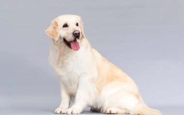 Stüdyonun gri arka planında köpek golden retriever var.
