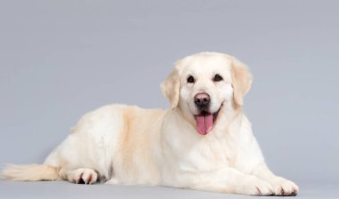 Stüdyonun gri arka planında köpek golden retriever var.