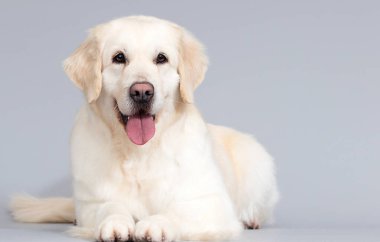 Stüdyonun gri arka planında köpek golden retriever var.