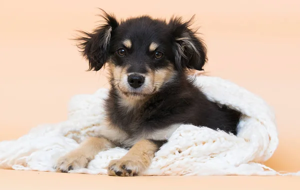 Mignon Chiot Bâtard Trouve Confortablement Regarde Dans Studio Image En Vente