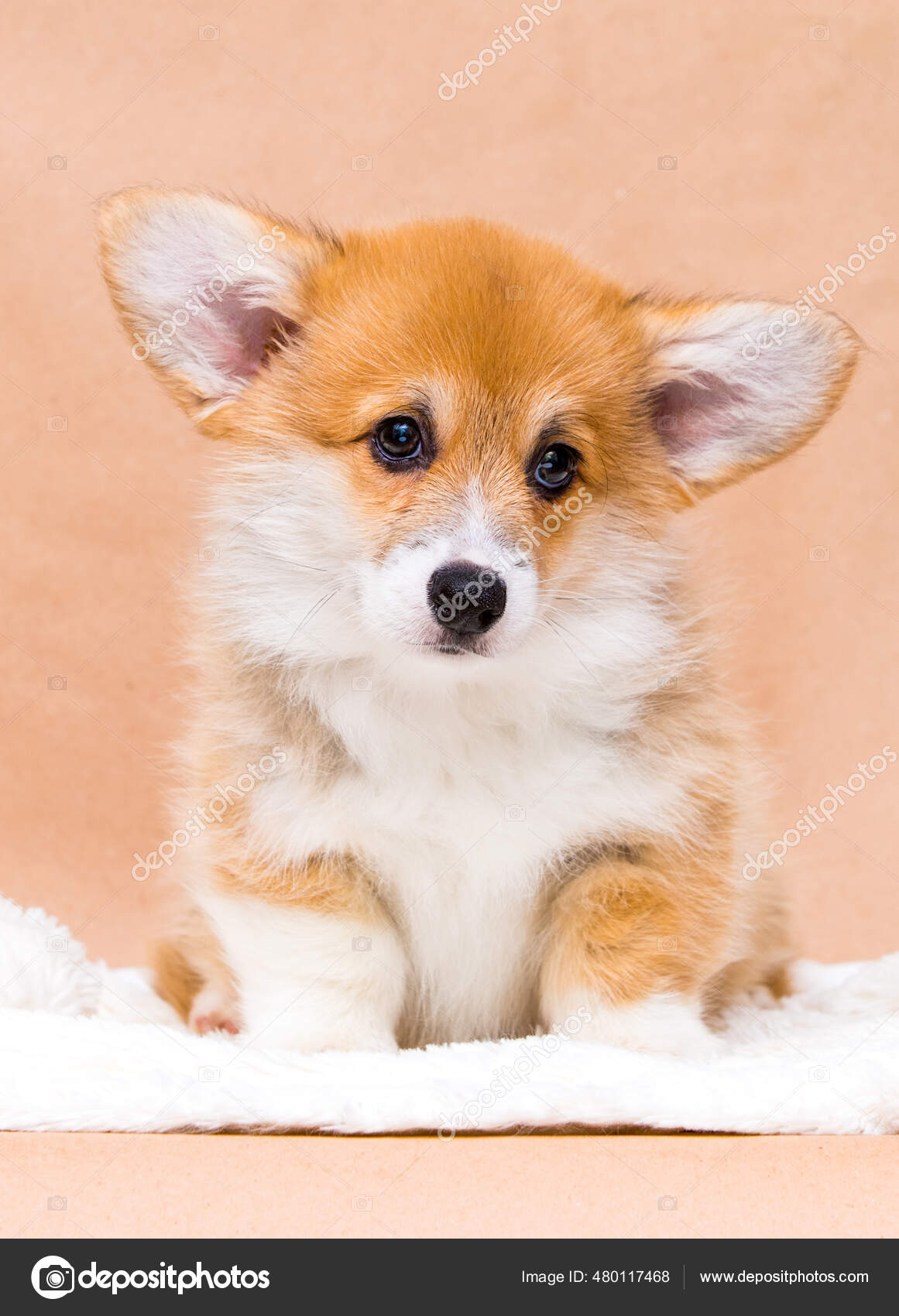 Corgi Pembroke Dark Red Corgi Week Corgi Puppy Black Corgi Puppy
