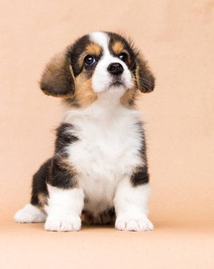 Şirin üç renkli Corgi yavrusu stüdyoda oturuyor.