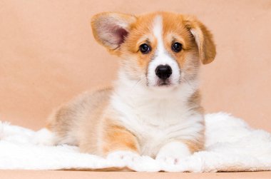 Kırmızı Galli mantar yavrusu görünümlü