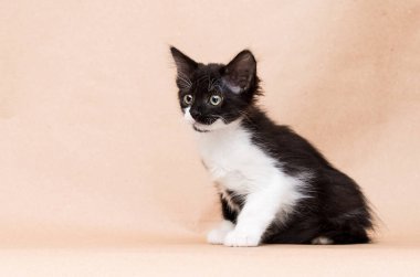 Stüdyoda küçük kedi yavrusu siyah beyaz