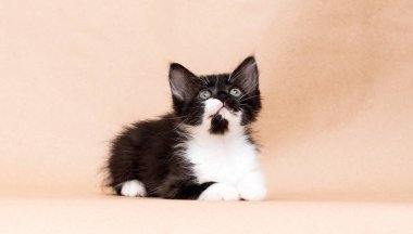 Stüdyoda küçük kedi yavrusu siyah beyaz