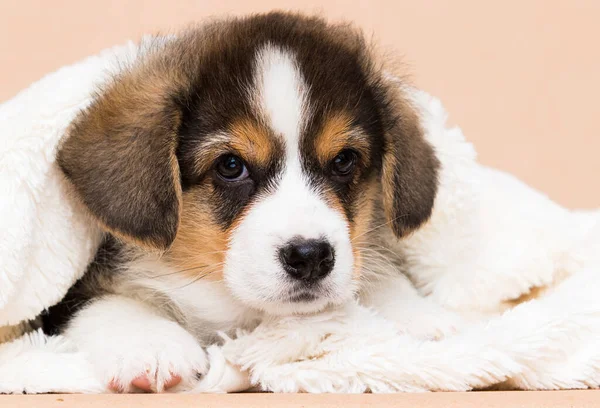 Kleiner Walisischer Corgi Welpe Liegt Einer Flauschigen Decke — Stockfoto