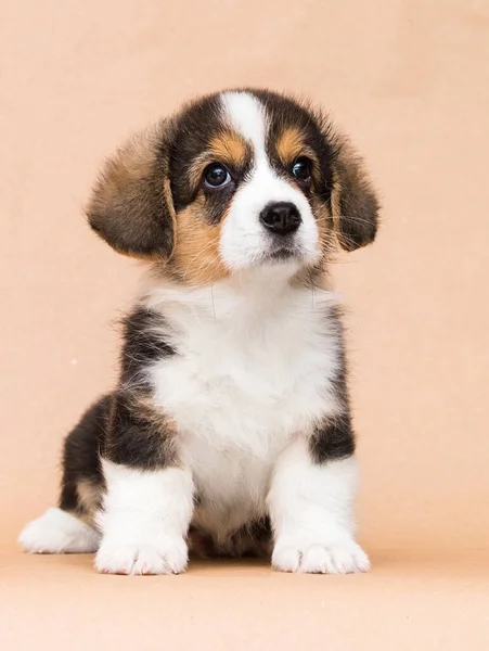 Aranyos Tricolor Corgi Kiskutya Stúdióban — Stock Fotó