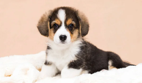 Tricolor Corgi Cachorro Mullido Manta — Foto de Stock