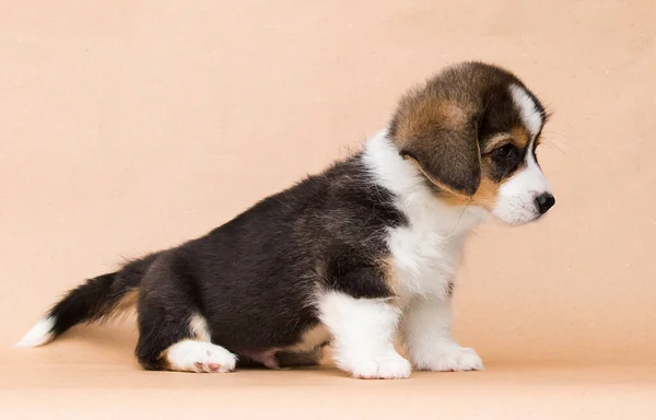 Lindo Tricolor Corgi Cachorro Sentado Estudio — Foto de Stock