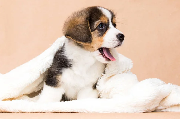 Tricolor Corgi Puppy Fluffy Blanket — Stock Photo, Image