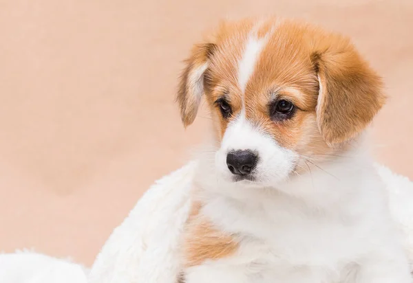 Corgi Puppy Fluffy Blanket — Stock Photo, Image