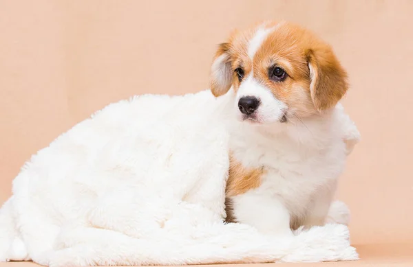 Corgi Puppy Fluffy Blanket — Stock Photo, Image