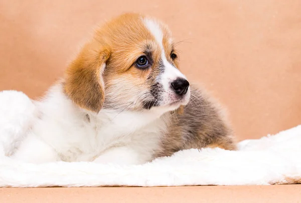 Red Welsh Corgi Puppy Studio — Stock Photo, Image