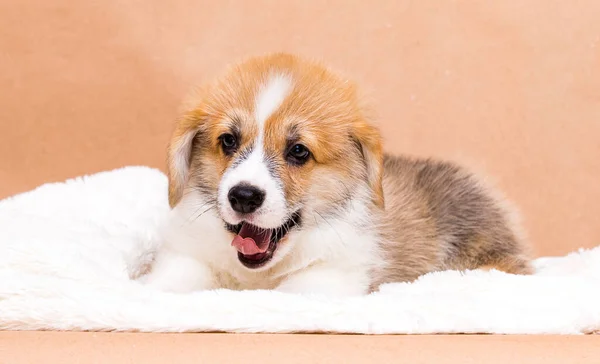 Gengibre Galês Corgi Filhote Bocejos — Fotografia de Stock