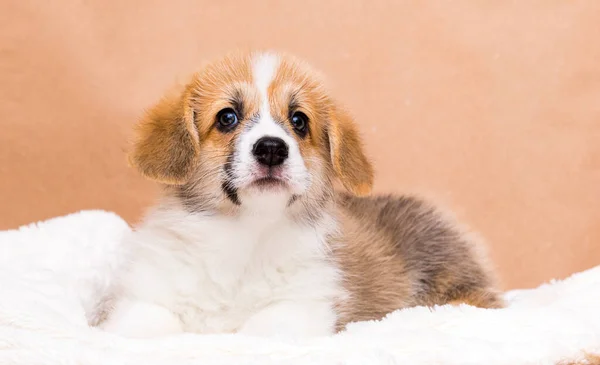 Rojo Galés Corgi Cachorro Estudio —  Fotos de Stock