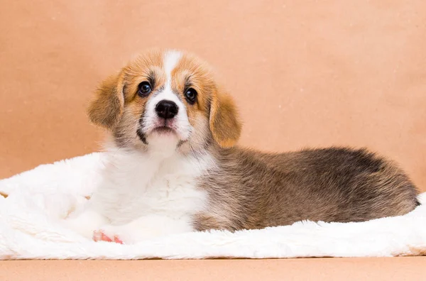 Vermelho Galês Corgi Filhote Encontra Estúdio — Fotografia de Stock