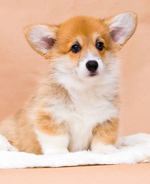 Rojo Pelo Galés Corgi Cachorro Con Grandes Orejas Sienta Estudio —  Fotos de Stock