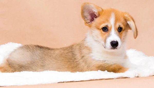 Red Haired Welsh Corgi Puppy Lies Looks — Stock Photo, Image