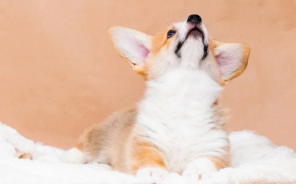 Ginger Welsh Corgi Puppy Looking — Stock Photo, Image