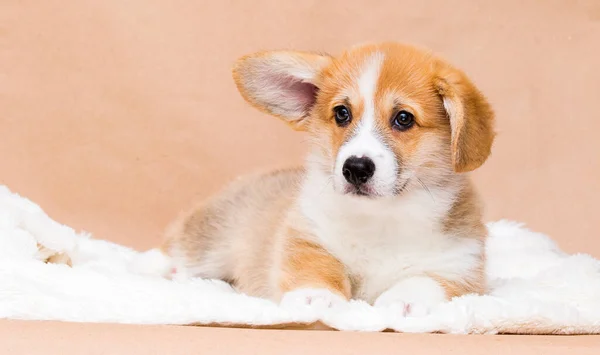 Rödhårig Walesisk Corgi Valp Lögner Och Utseende — Stockfoto