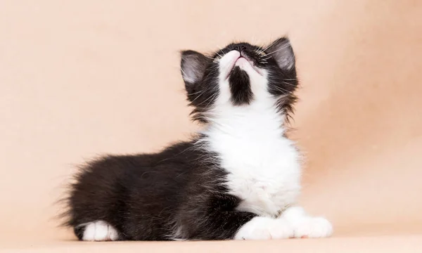 Small Kitten Black White Color Studio — Stock Photo, Image