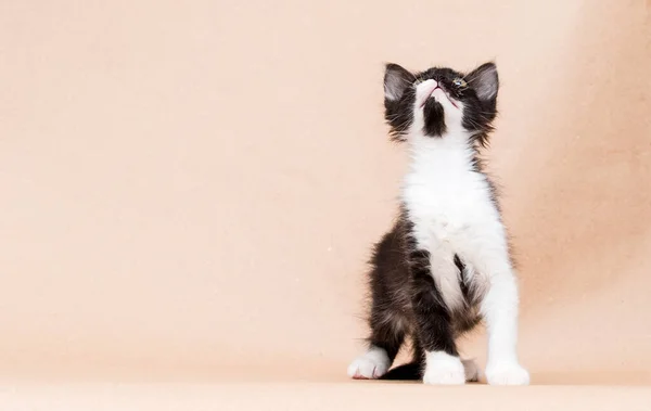 Маленький Кошеня Чорно Білого Кольору Студії — стокове фото