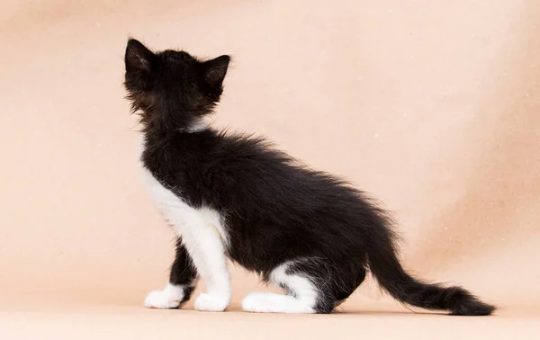 Маленький Кошеня Чорно Білого Кольору Студії — стокове фото