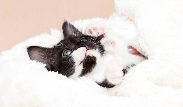 Kitten Slaapt Een Pluizige Deken — Stockfoto