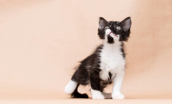 Маленький Кошеня Чорно Білого Кольору Студії Ліцензійні Стокові Фото