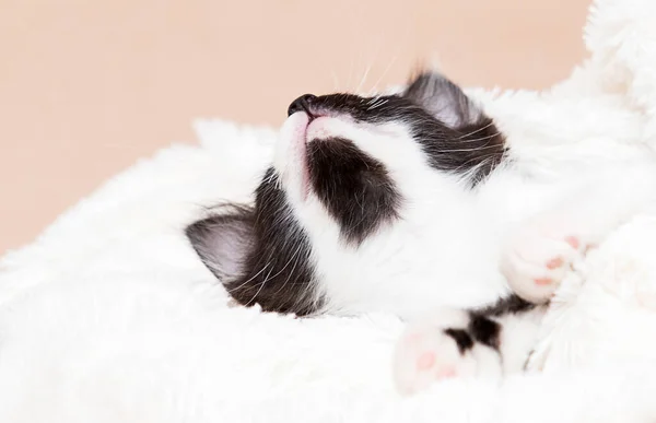 Pequeno Gatinho Preto Branco Dorme Cobertor Fofo Fotografia De Stock