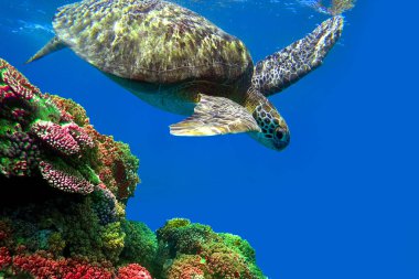 Deniz kaplumbağası mavi suyun altında yüzer.