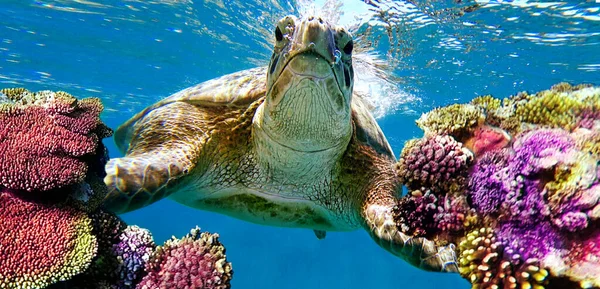 Turtle Swims Corals Underwater — Stock Photo, Image