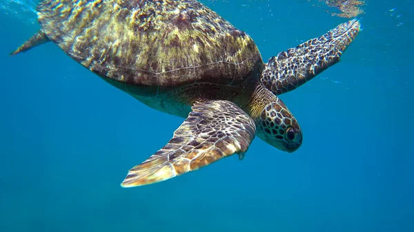 Sea Turtle Swims Blue Water — Stock Photo, Image