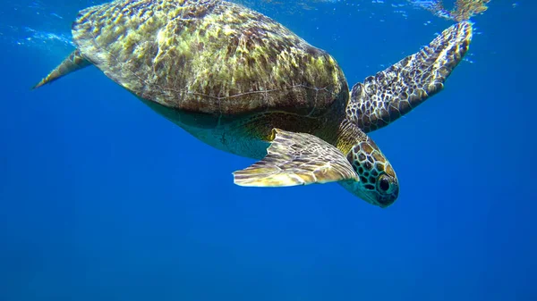 Sea Turtle Swims Blue Water — Stock Photo, Image