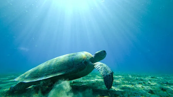 Turtle Underwater Bottom — Stock Photo, Image