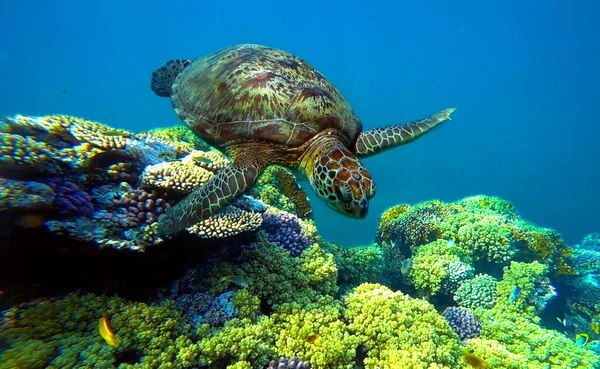 Turtle Swims Water Coral — Stock Photo, Image