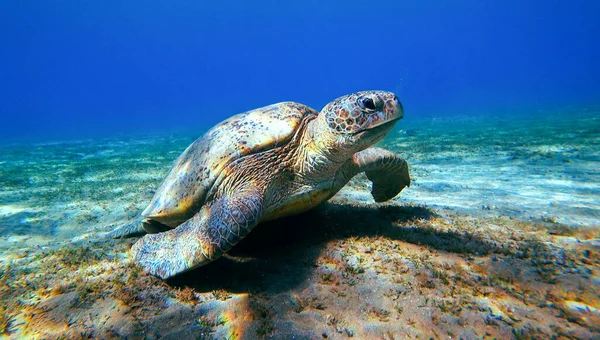 Θαλάσσια Χελώνα Κάτω Από Νερό — Φωτογραφία Αρχείου