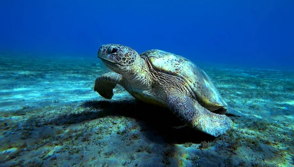 Turtle Underwater Bottom — Stock Photo, Image