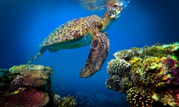 Морська Черепаха Плаває Під Блакитною Водою Стокове Фото